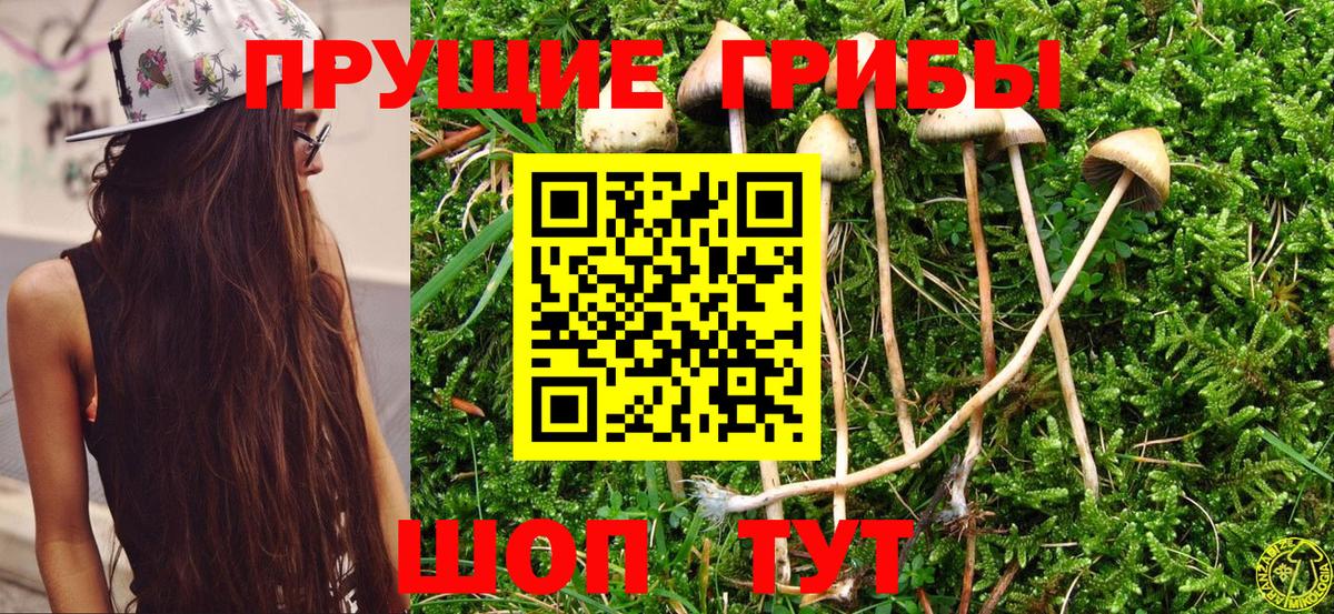 Псилоцибиновые грибы мицелий Приморско-Ахтарск